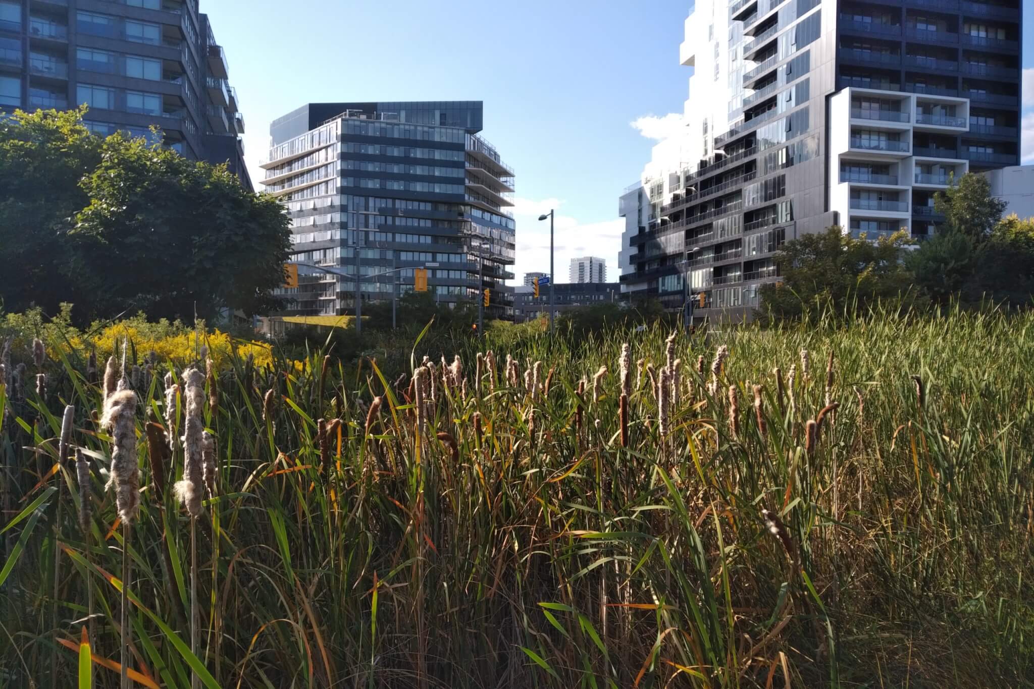 photo of Corktown marsh with a view of River City